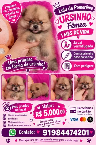 Lulu da Pomerânia 