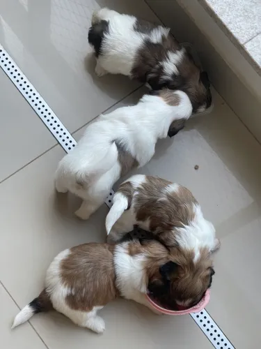 FILHOTES DE SHIH TZU MACHOS PUROS - R$ 700