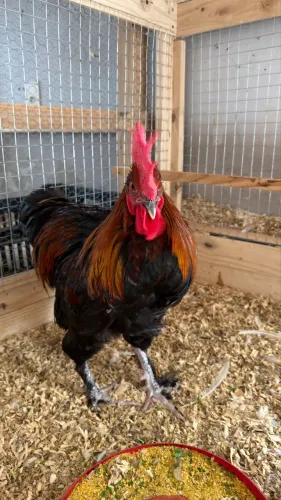 Frango MARANS raça pura
