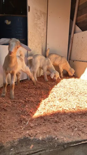 Filhotes de cabra a venda