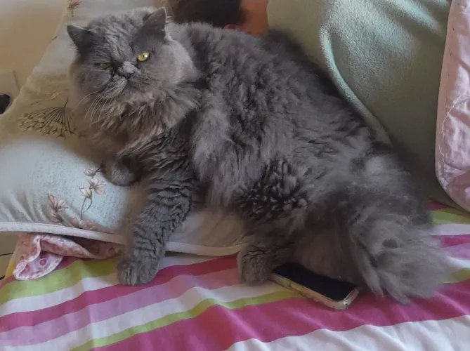 PERSA MACHO 1 ano 