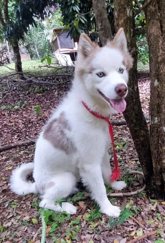 Husky Siberiano Macho