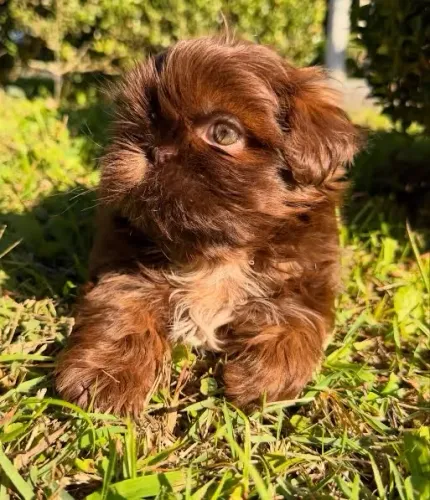SHIHTZU fêmea maravilhosa
