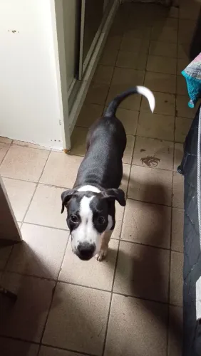 Pitbul