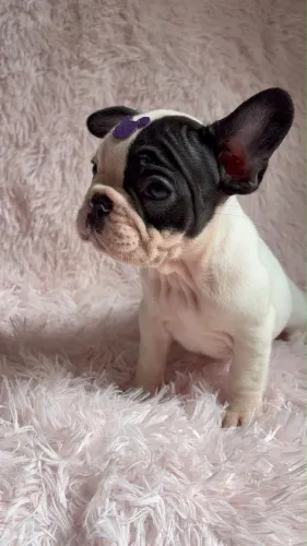 Bulldog Fêmea disponível