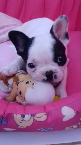 bulldog frances a vista melhoramos o valor