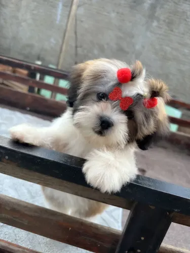 Lhasa fêmea