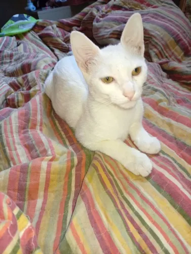 Gatinho fofinho ... 