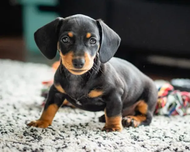 Basset teckel corajoso e irresistiveis 