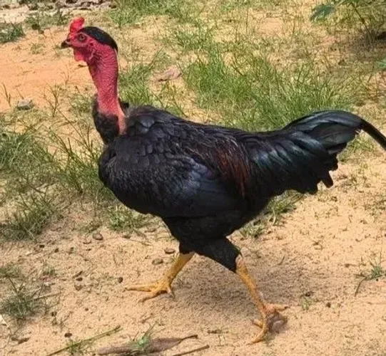 Vende se um galo R$ 80,00