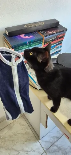 Roupa cirúrgica pra gatinho