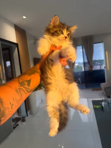 Persa com angora