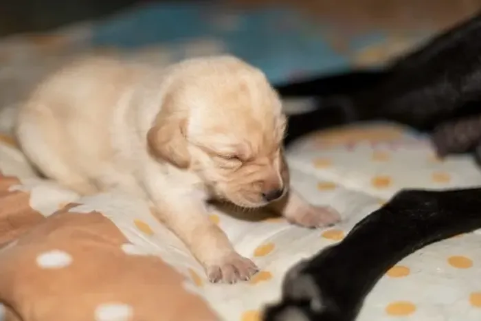 Labrador - Um amigo para brincar, passear e viver grandes momentos.