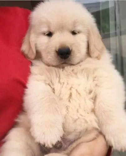 Filhote de golden para você se apaixonar