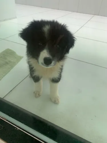 Border collie