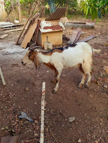 Vendo cabra boe