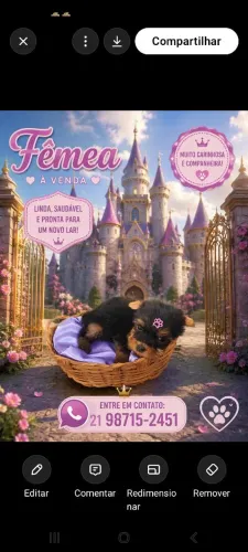 Yorkshire Terrier miniatura Fêmea bibelo