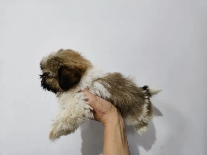 Shitzu mini lindo
