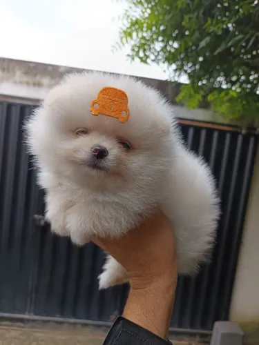 Lulu da pomerania/Spitz Alemão 