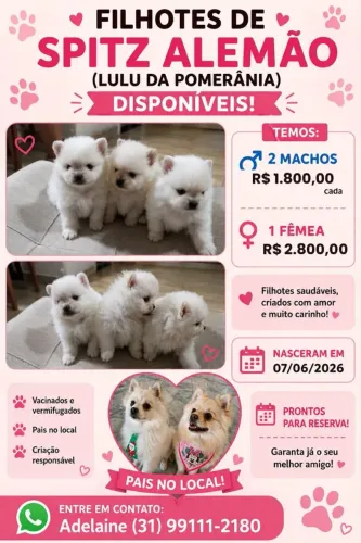 Filhotes Macho de Spitz Alemão (Lulu da pomerânia)