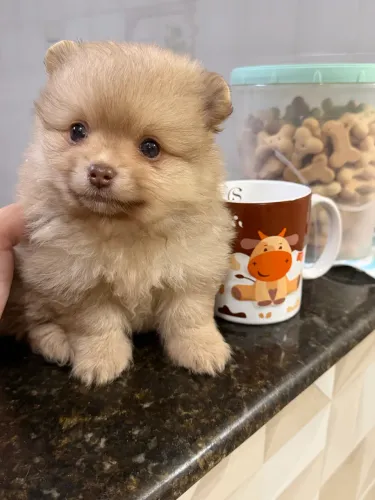Spitz alemão anão 