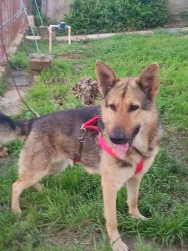 Pastor Alemão, oferta