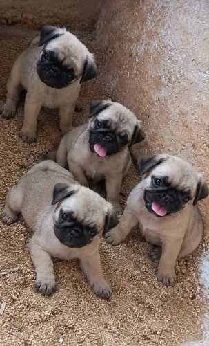 Pug filhotes disponível macho