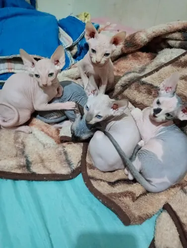 Gatos sphynx