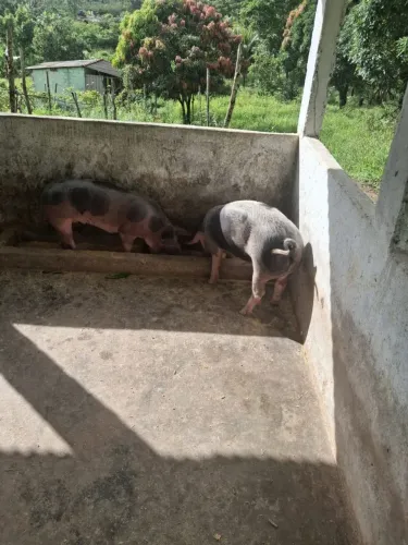 Vendo porcos