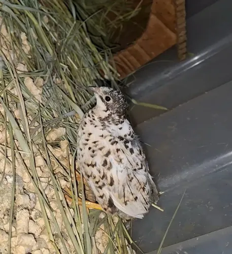 Codorna chinesa 