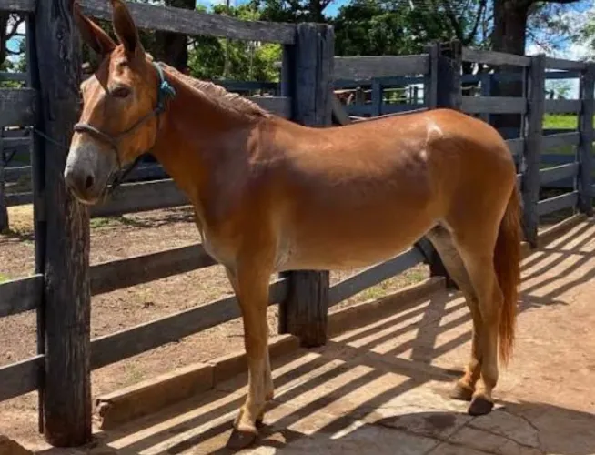 BURRA MULA DE CARROÇA 