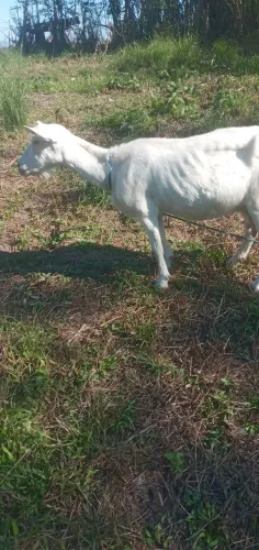 Cabras de raça  saanem e parda alpina