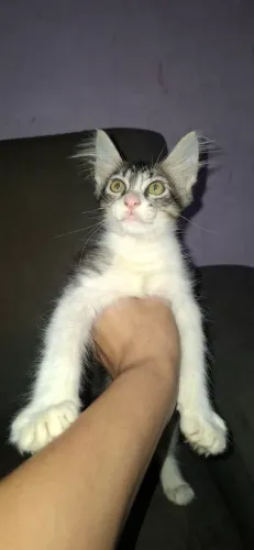 Gatas para adoção