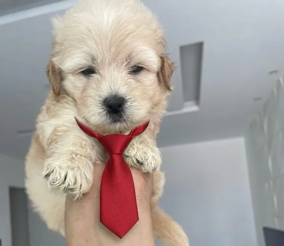 Cachorro poodle macho 