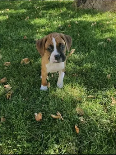 Boxer fêmeas e também machos 