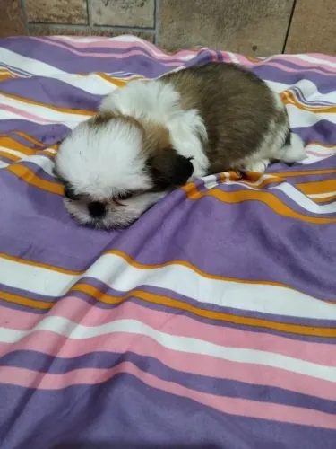 Disponível shitzu femea e machinho