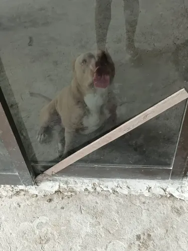 Vendo american bully $180