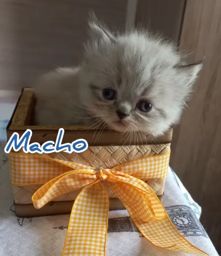 Filhotes Gatos Persas