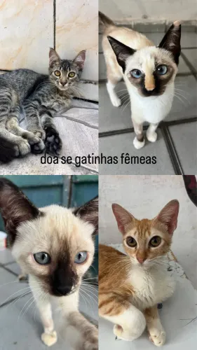 gatinhas fêmeas para adoção