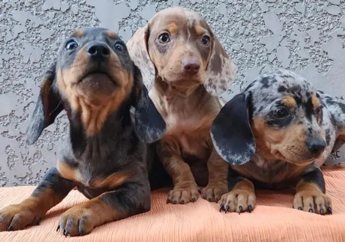 Alegres e Simpáticos Filhotes De Dachshund!!!