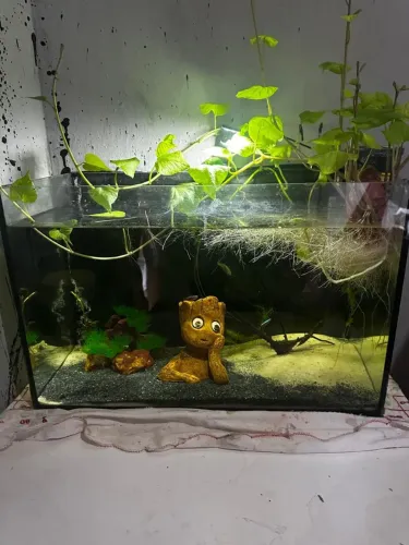 Aquário 35L