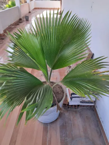 PLANTAS DIVERSAS