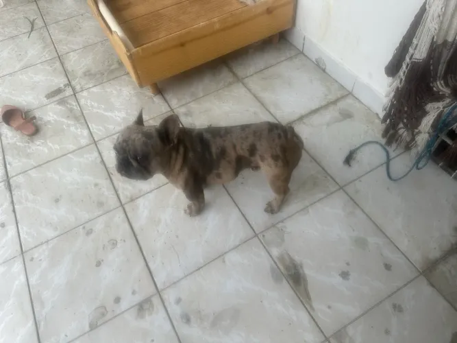 Buldogue Francês Merle 