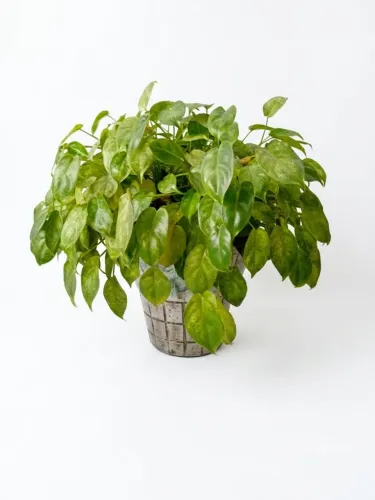 Planta no vaso de parede.