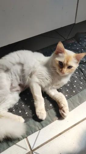 Doando um Gato Siamês Branco