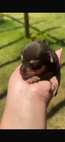 Pinscher chocolate e tan macho tamanho 1