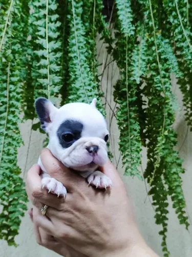 Filhotes.de.buldogue francês disponíveis.