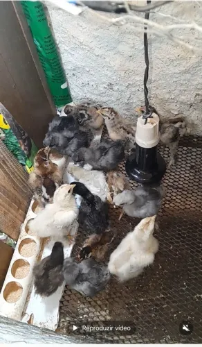 Temos pintinhos de sedosa, Brahma Perdiz e brahma Isabela disponível