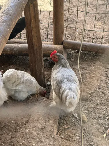 2 FRANGOS MINE COCHIN LAVANDA