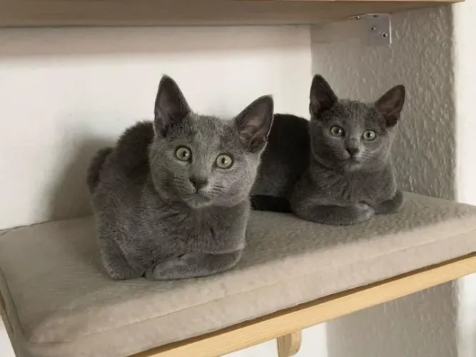 Russian BLUE filhotes cinza